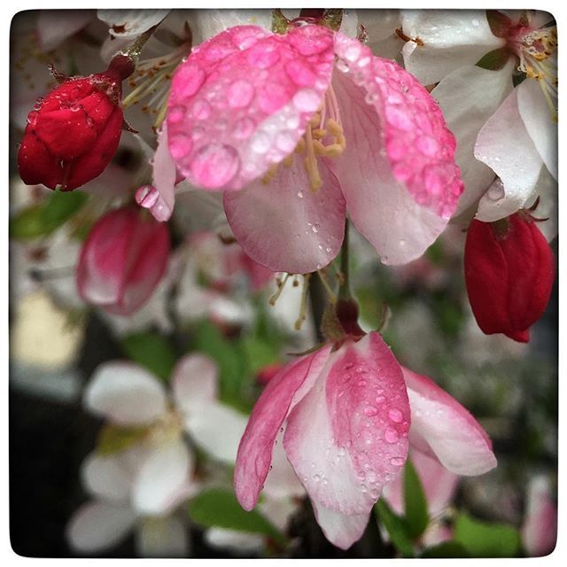 Instagram Photo Contest: "Spring in Napa Valley"